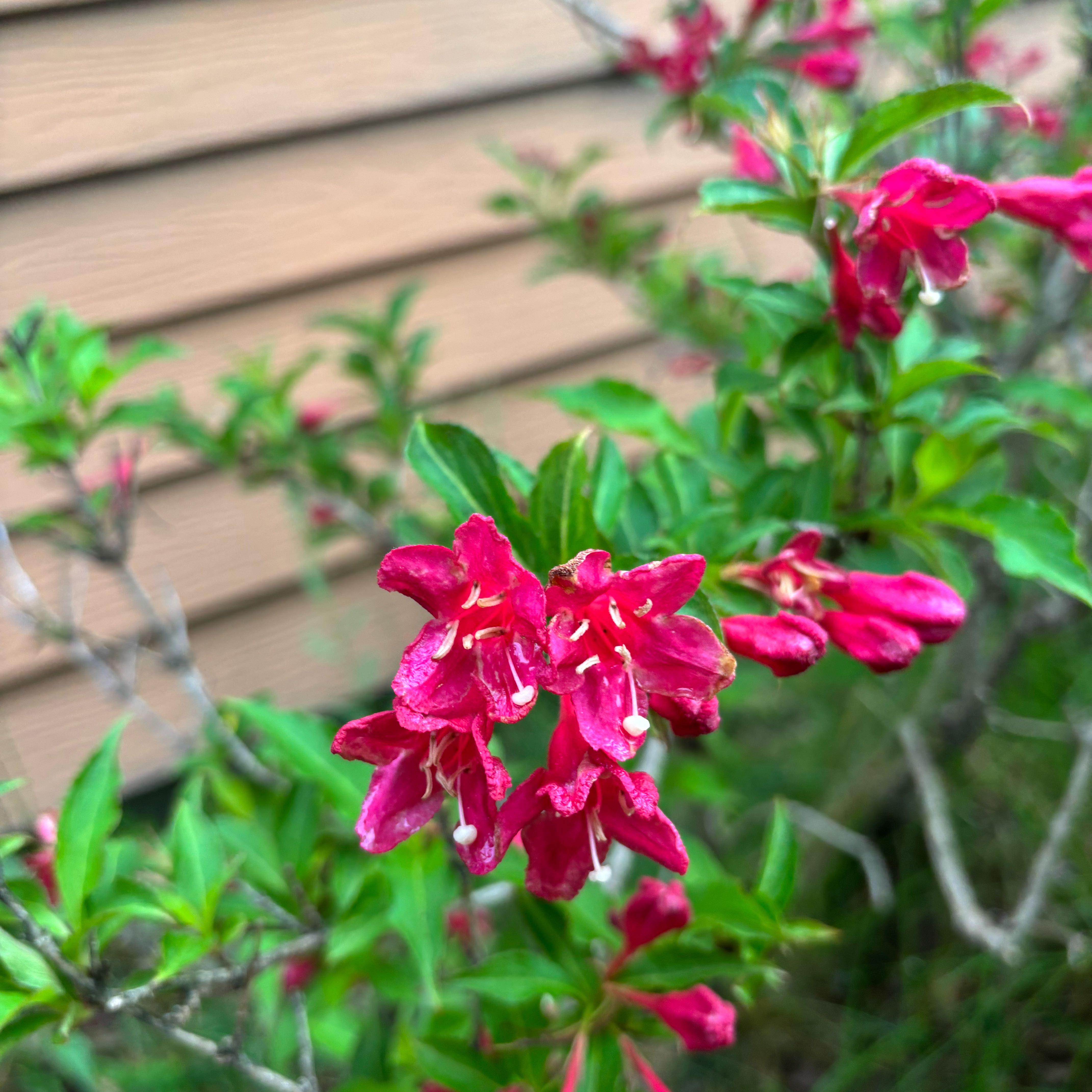 Photo of the plant species Alpenrose by @IdolAjídulce97 named Zeus on Greg, the plant care app