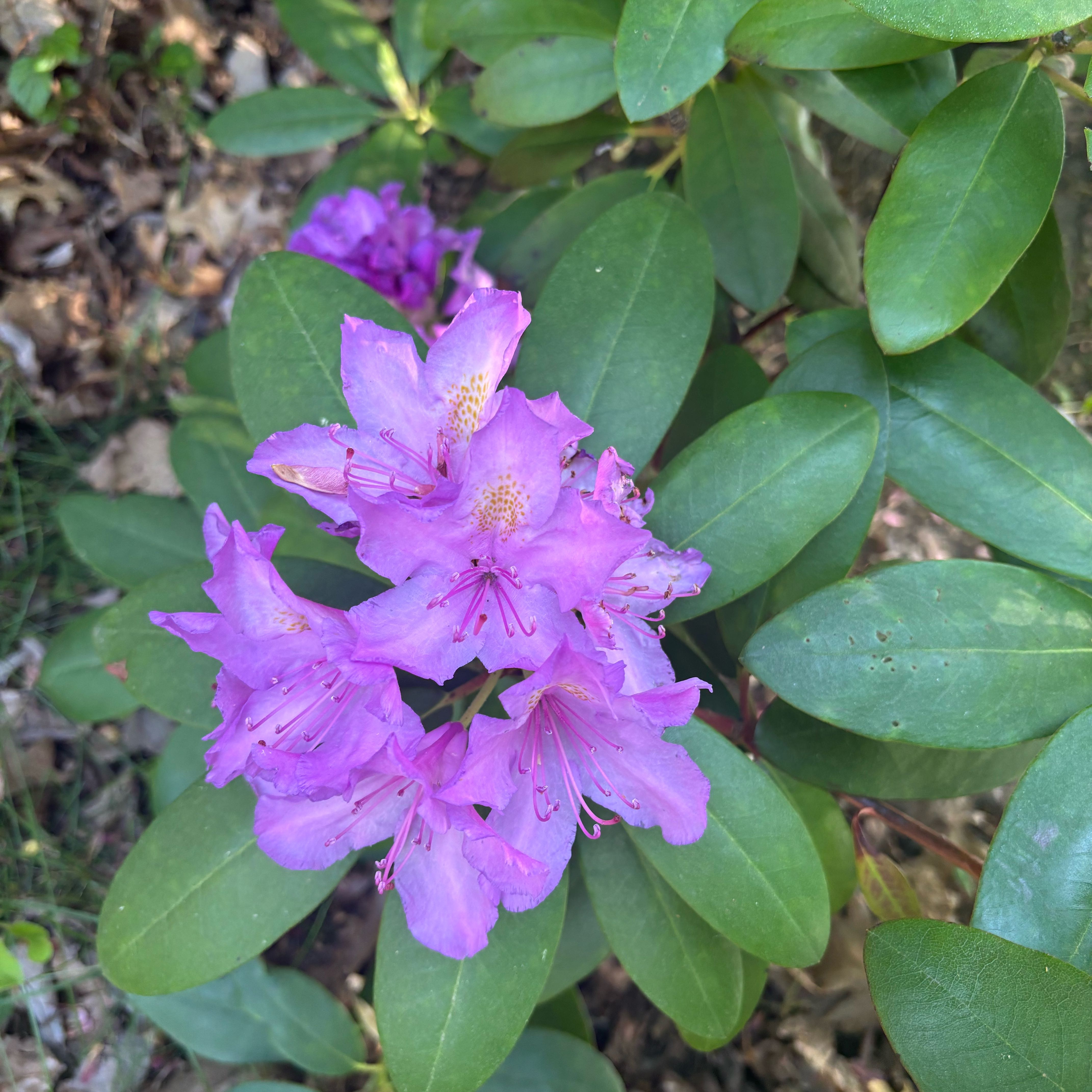 Photo of the plant species Pontian Rhododendron by @IdolAjídulce97 named Delilah on Greg, the plant care app