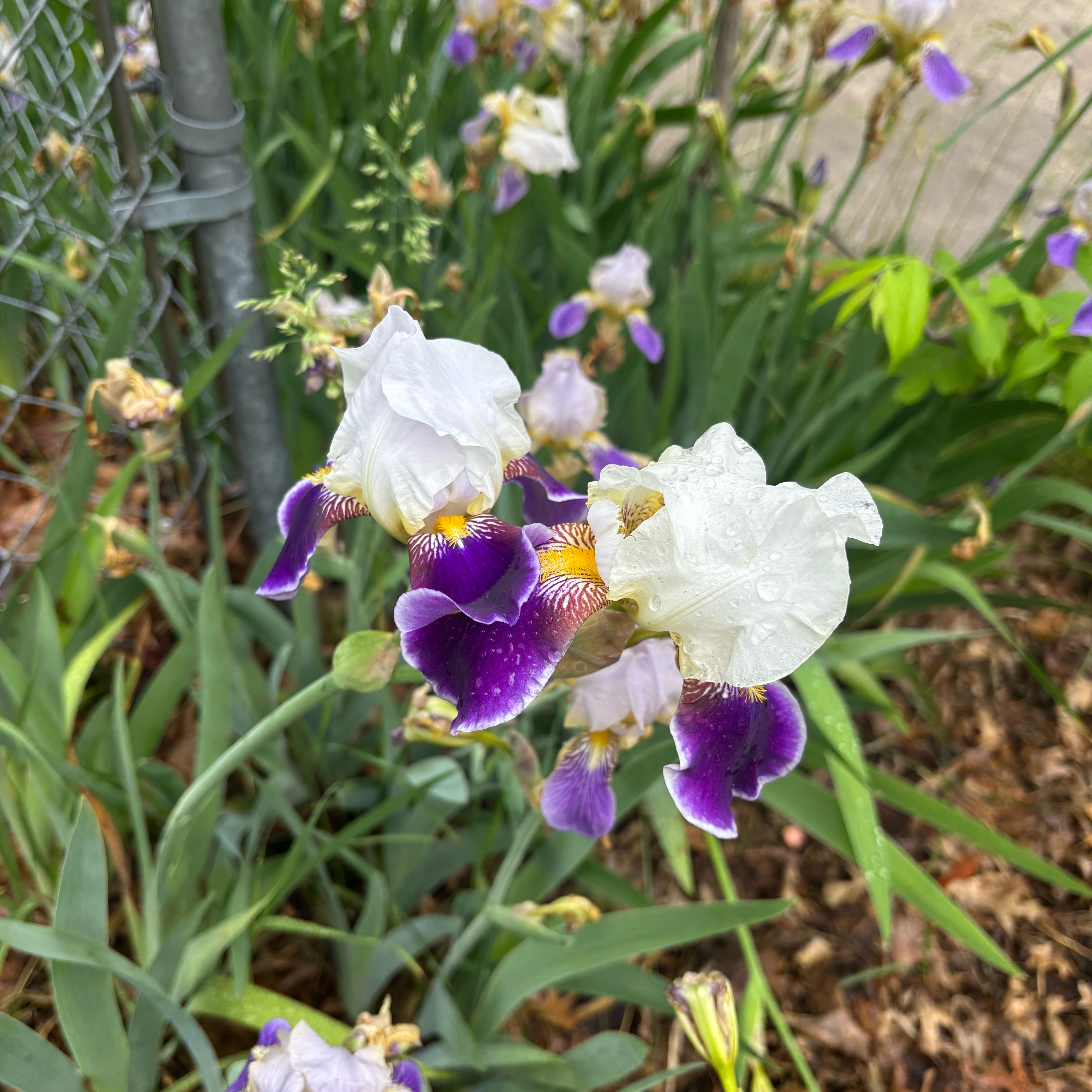 Photo of the plant species Dalmatian Iris by @IdolAjídulce97 named Scarlett on Greg, the plant care app