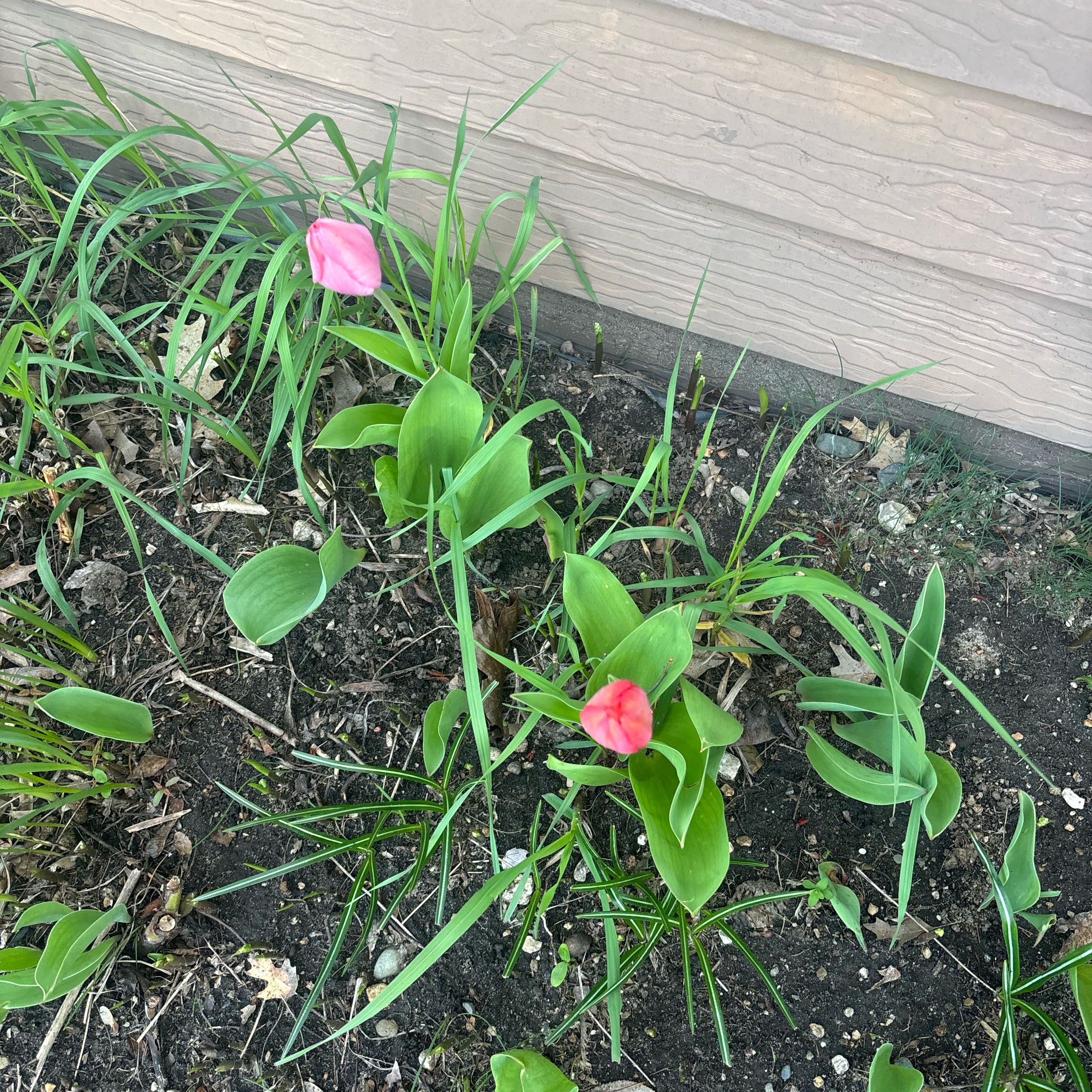 Photo of the plant species Garden Tulip by @IdolAjídulce97 named Prince on Greg, the plant care app