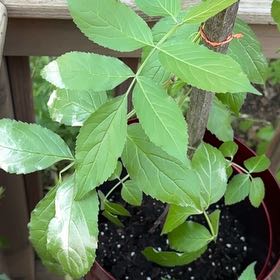 Photo of the plant species Black Elderberry by @IdolAjídulce97 named Shakira on Greg, the plant care app