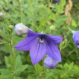 Photo of the plant species Balloon-Flower by @IdolAjídulce97 named Willow on Greg, the plant care app