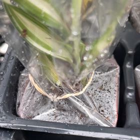 Photo of the plant species Common Eelgrass by @MentorMum91 named Maya on Greg, the plant care app