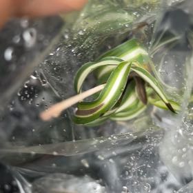 Photo of the plant species Common Eelgrass by @MentorMum91 named Beckham on Greg, the plant care app
