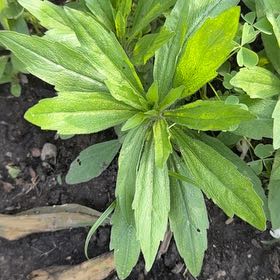 Photo of the plant species Canadian Fleabane by @KeySalal74 named Keanu Leaves on Greg, the plant care app