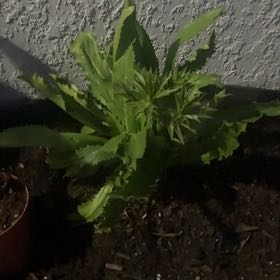 Photo of the plant species Culantro by @HeadShadscale15 named Hemingway on Greg, the plant care app