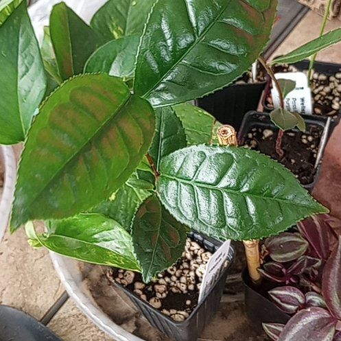 Photo of the plant species Tea by @AbleGrapeivy18 named Denali on Greg, the plant care app