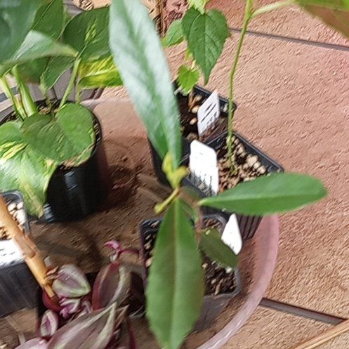 Photo of the plant species yerba mate by @AbleGrapeivy18 named Tupot amaroot on Greg, the plant care app