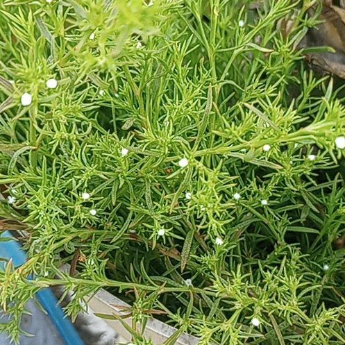 Photo of the plant species Birdeye Pearlwort by @AbleGrapeivy18 named Austen on Greg, the plant care app