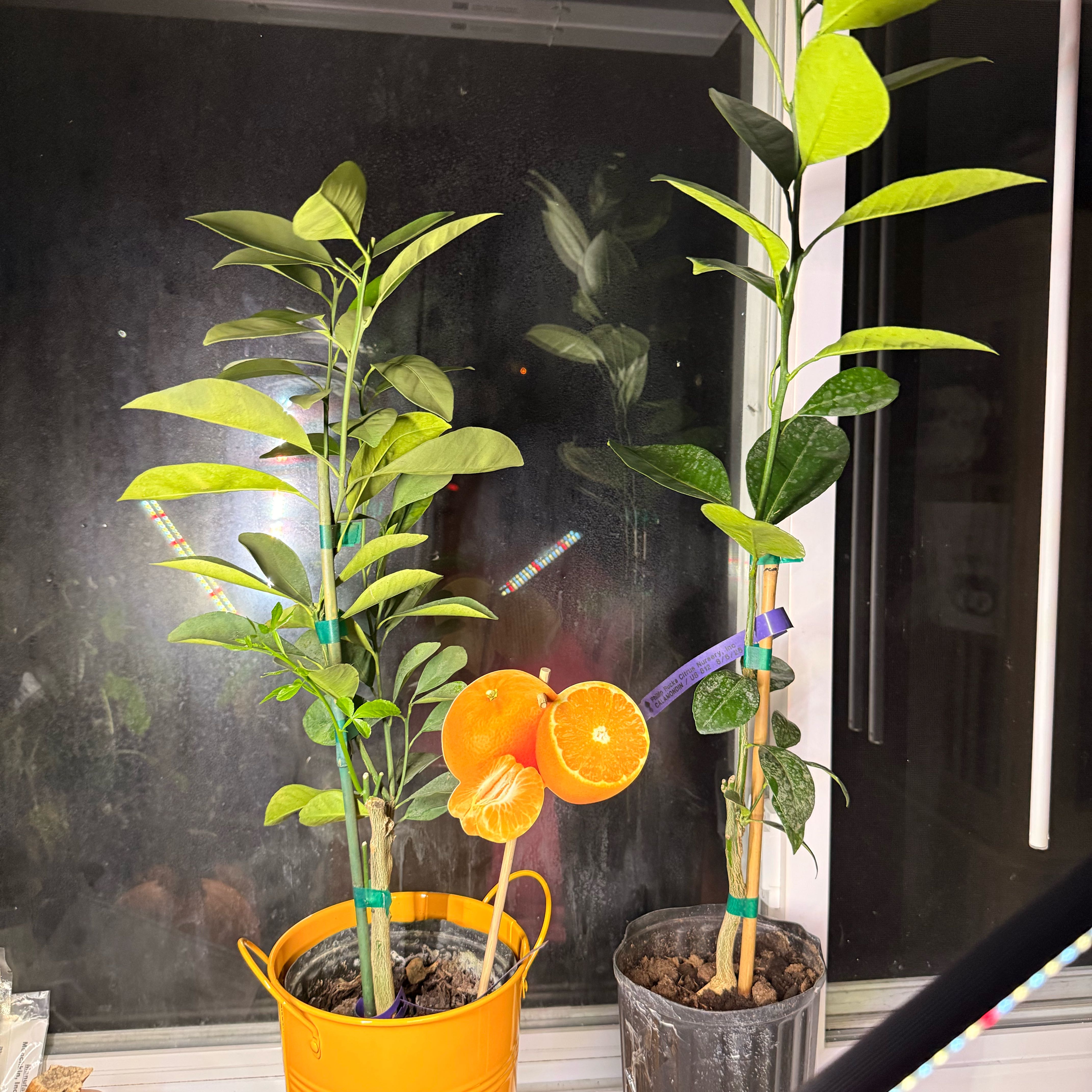 Photo of the plant species Calamansi by @NiceMingfern52 named Sir Plancelot on Greg, the plant care app