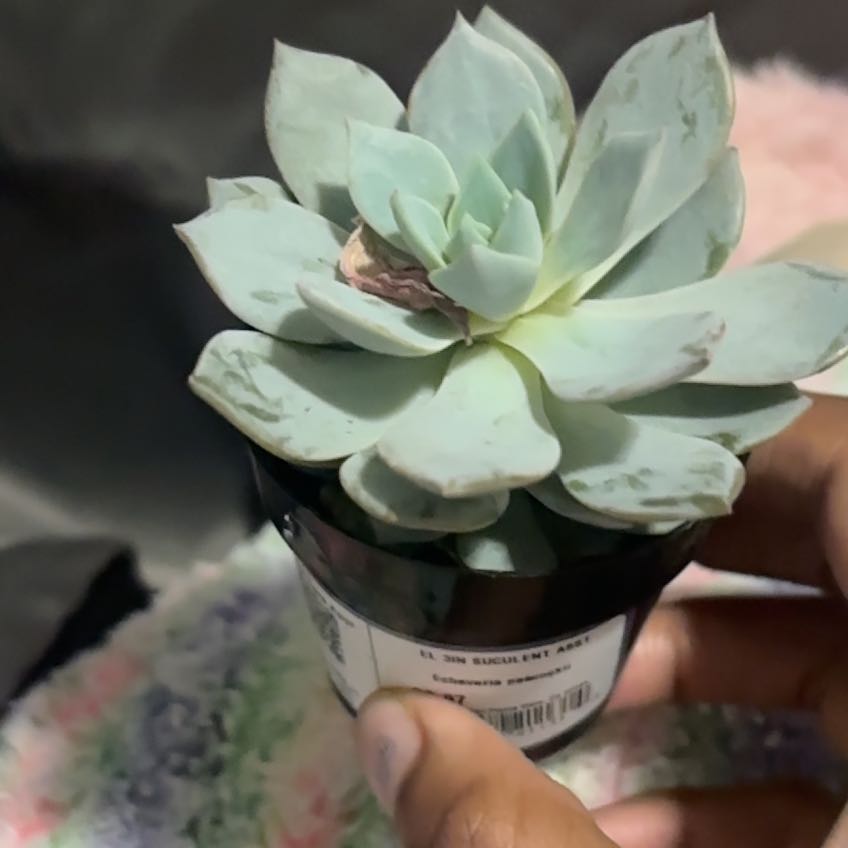 Photo of the plant species Peacock Echeveria by @TidyRedwood1 named saja boy on Greg, the plant care app