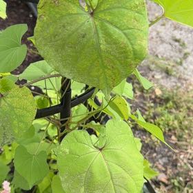 Photo of the plant species Tropical White Morning Glory by @StarLippia66 named Willow on Greg, the plant care app