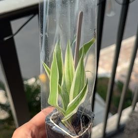 Photo of the plant species Orchid by @FoxyLavender35 named Sage on Greg, the plant care app