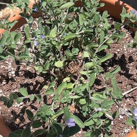 Photo of the plant species Dwarf Morning-Glory by @PetKatsura67 named Marley on Greg, the plant care app