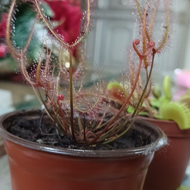 Photo of the plant species English Sundew by @SharpYuzu42 named Sanders on Greg, the plant care app