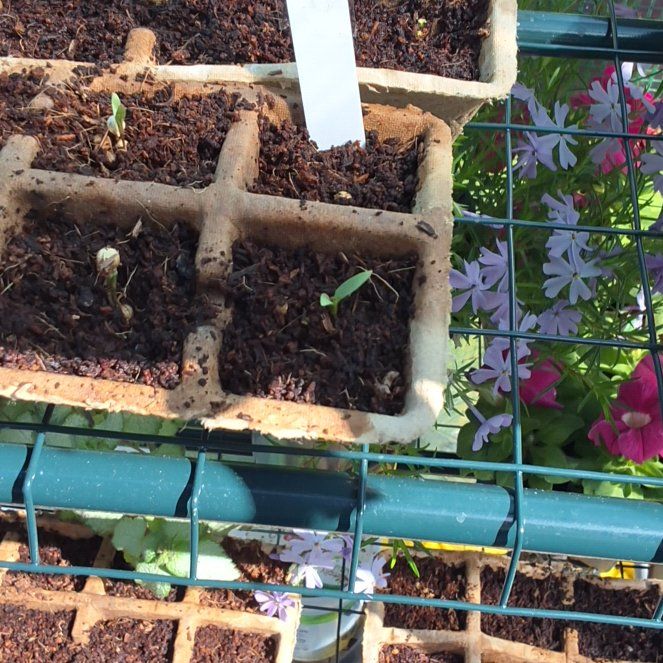 Photo of the plant species Kale by @HumanePuriri3 named Fernie Saunders on Greg, the plant care app