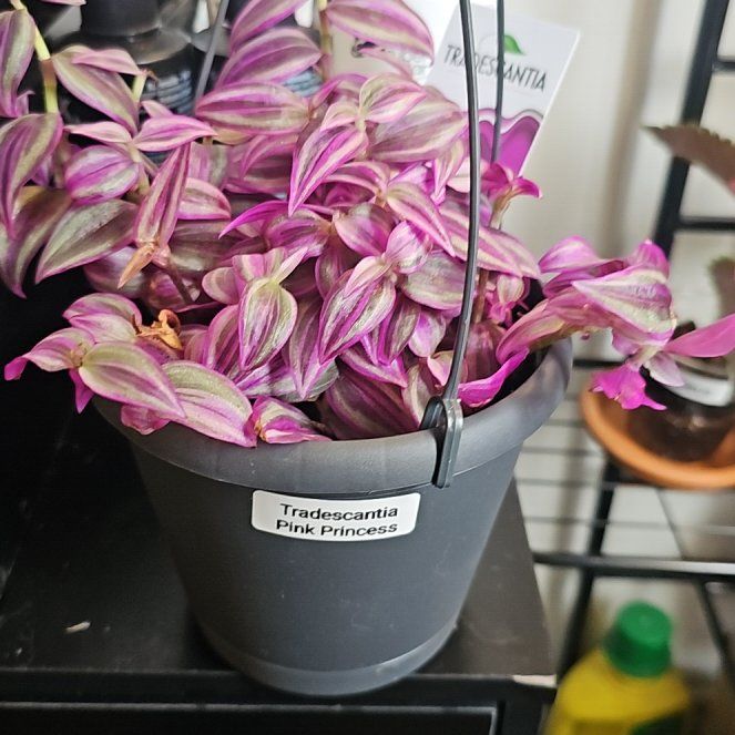 Photo of the plant species Tradescantia Pink Princess by @NeatFrithia78 named Surya on Greg, the plant care app