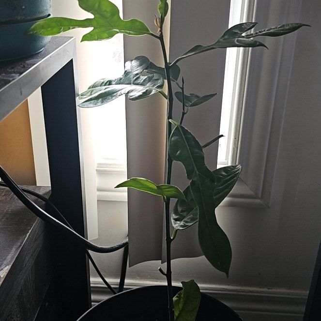 Photo of the plant species Jackfruit by @NeatFrithia78 named Bruce Lee on Greg, the plant care app