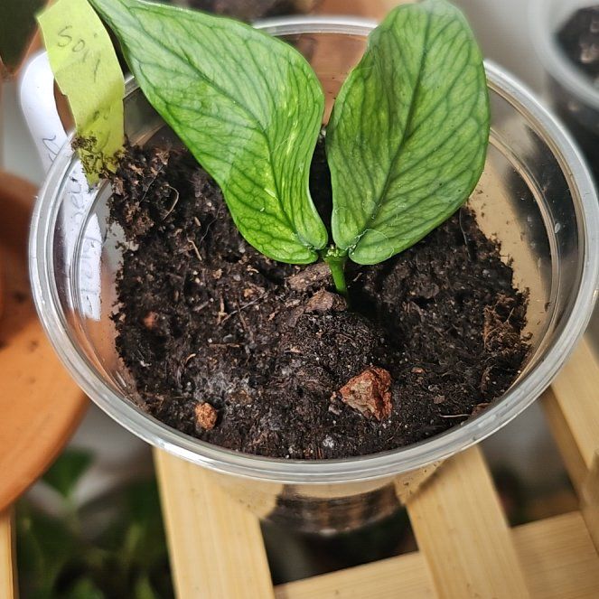 Photo of the plant species Broget Hoya by @NeatFrithia78 named Nemo on Greg, the plant care app