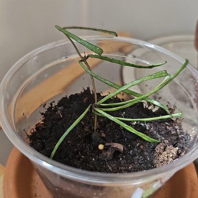 Photo of the plant species Hoya reticulata by @NeatFrithia78 named Sherlock on Greg, the plant care app