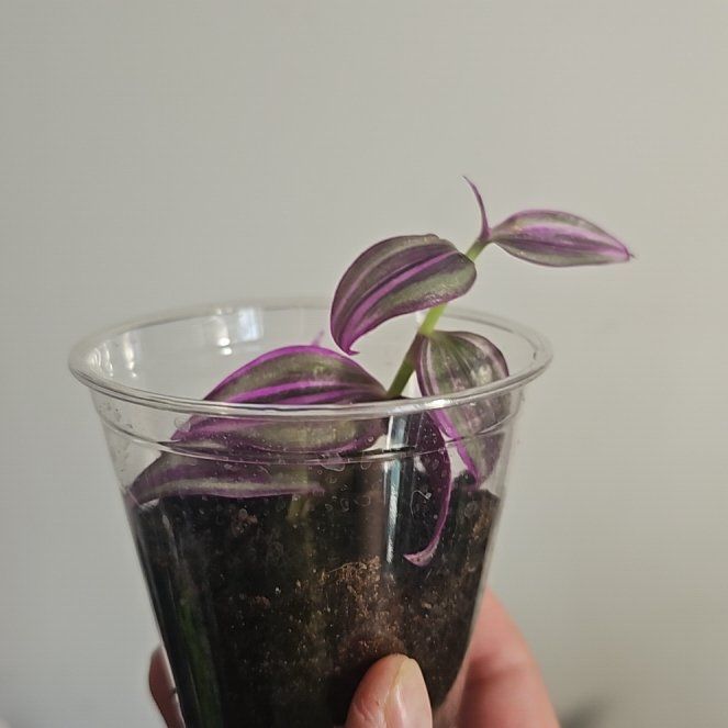 Photo of the plant species Tradescantia Pink Princess by @NeatFrithia78 named Fernie Saunders on Greg, the plant care app