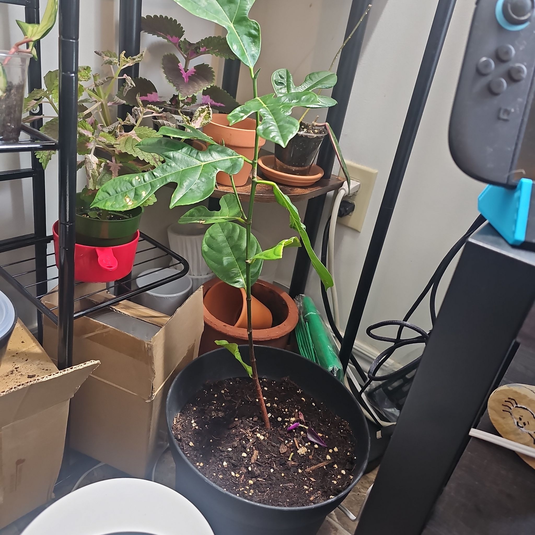 Photo of the plant species Jackfruit by @NeatFrithia78 named Bruce Lee on Greg, the plant care app