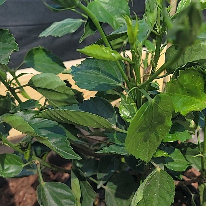 Photo of the plant species Alice du Pont Dipladenia by @ProOgresears23 named Hamilton on Greg, the plant care app