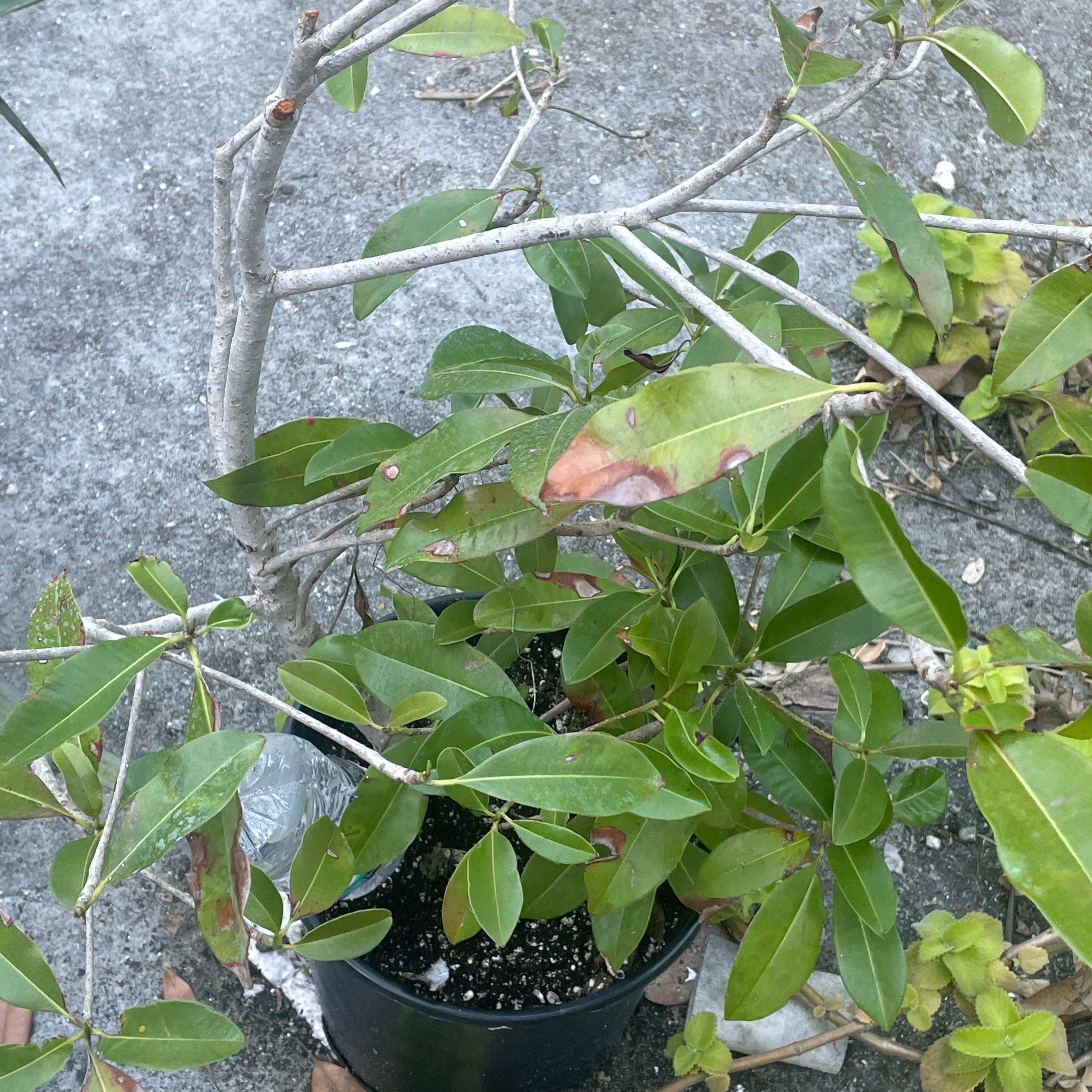 Photo of the plant species Akebia Quinata by @AboveboardMiro named Andre on Greg, the plant care app