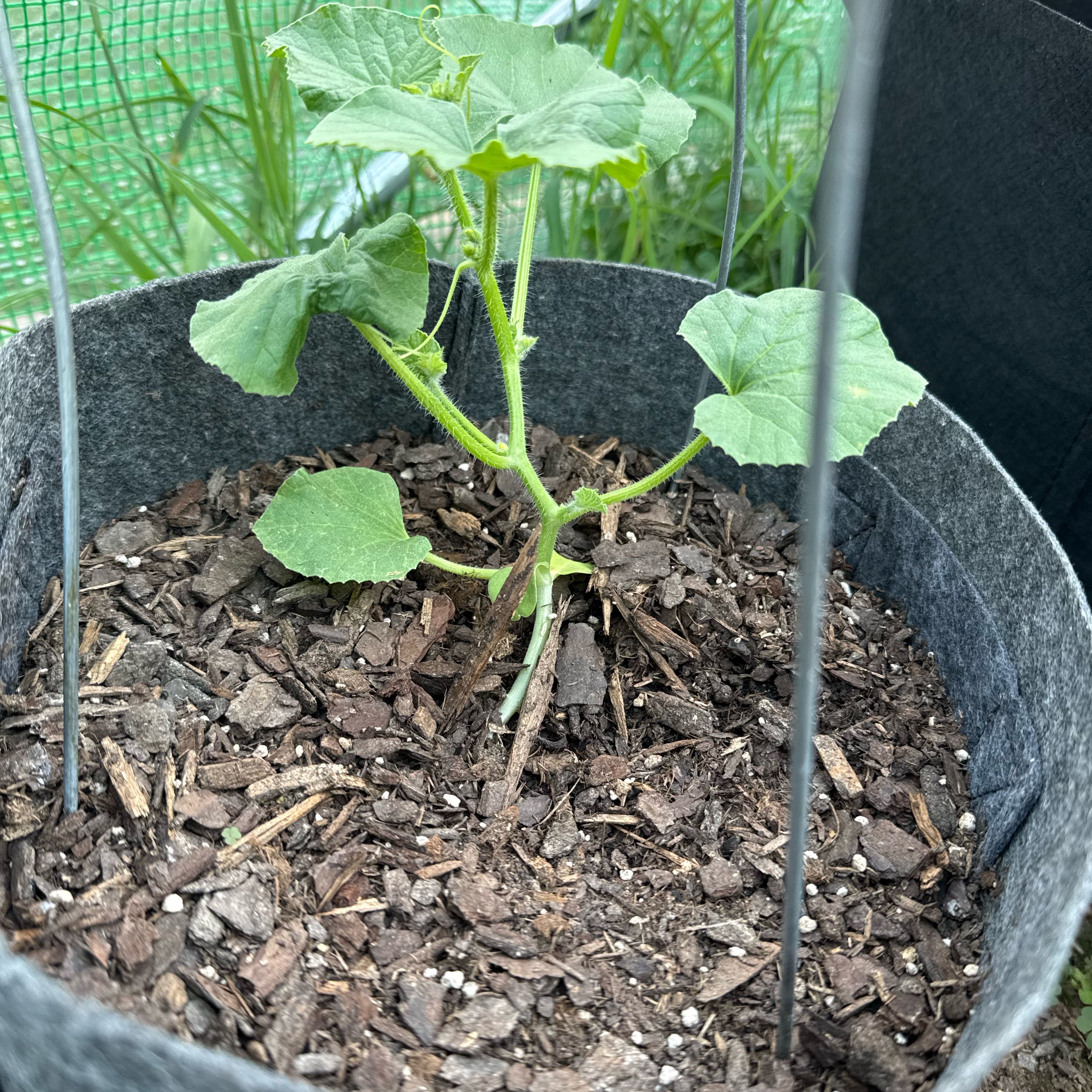 Photo of the plant species Melon by @FacileDill37 named Elle on Greg, the plant care app