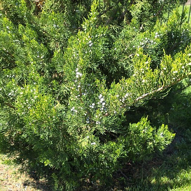 Photo of the plant species Ashe Juniper by @BigSedum81 named Peter Parker on Greg, the plant care app