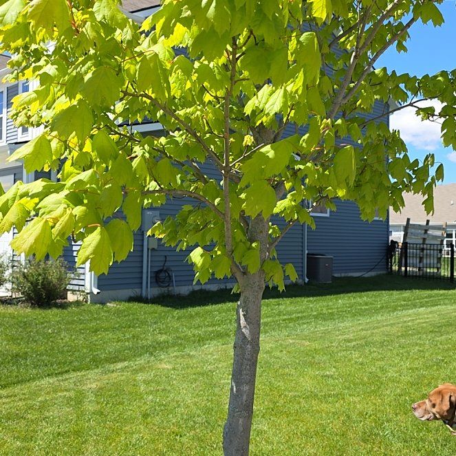 Photo of the plant species Chinese Parasol Tree by @BigSedum81 named Gates on Greg, the plant care app