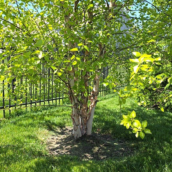 Photo of the plant species River Birch by @BigSedum81 named Eva on Greg, the plant care app