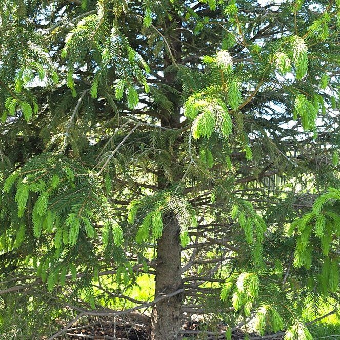 Photo of the plant species Norway Spruce by @BigSedum81 named Ronaldo on Greg, the plant care app