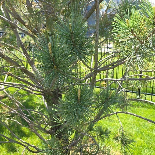 Photo of the plant species Lodgepole Pine by @BigSedum81 named Taylor Swift on Greg, the plant care app