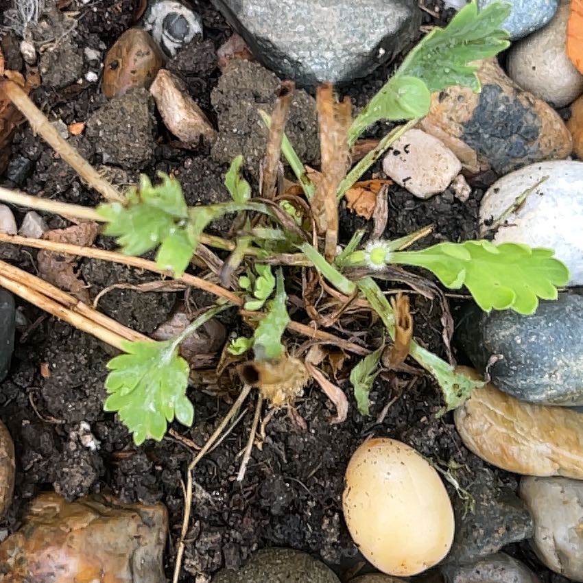 Photo of the plant species Iceland Poppy by @JocundTallsedge named Shakira on Greg, the plant care app