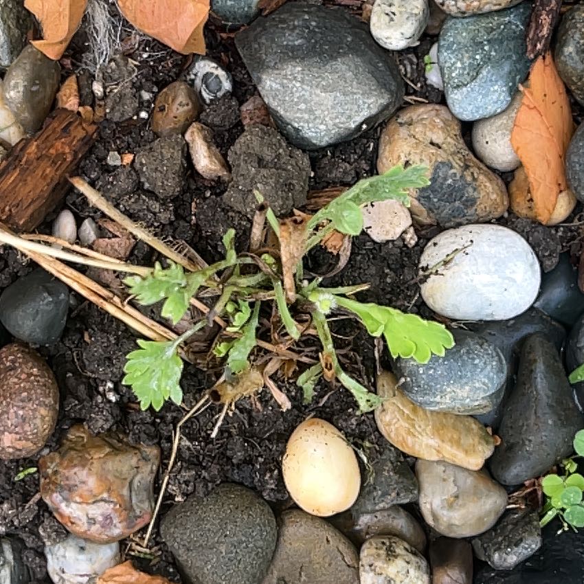 Photo of the plant species Iceland Poppy by @JocundTallsedge named Doja Cat on Greg, the plant care app