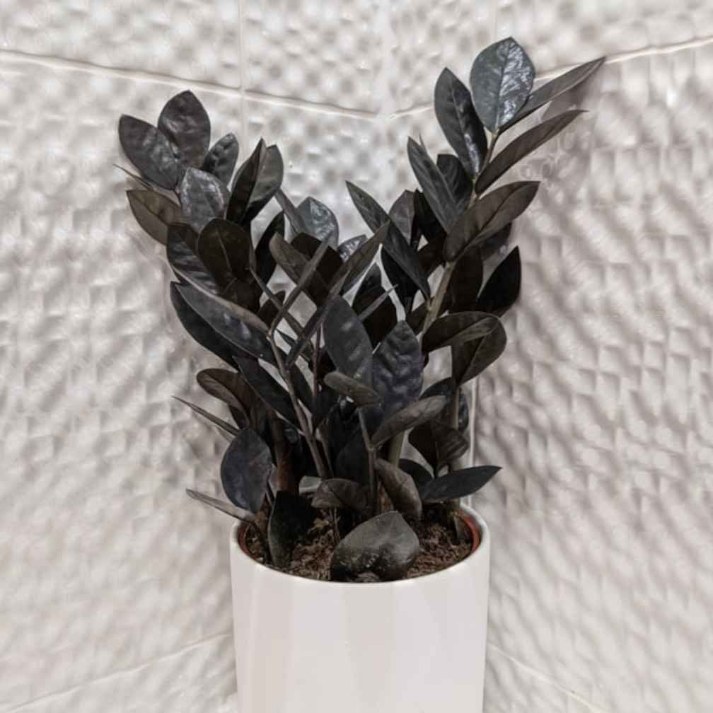 Raven ZZ Plant in a white pot against a textured white wall.