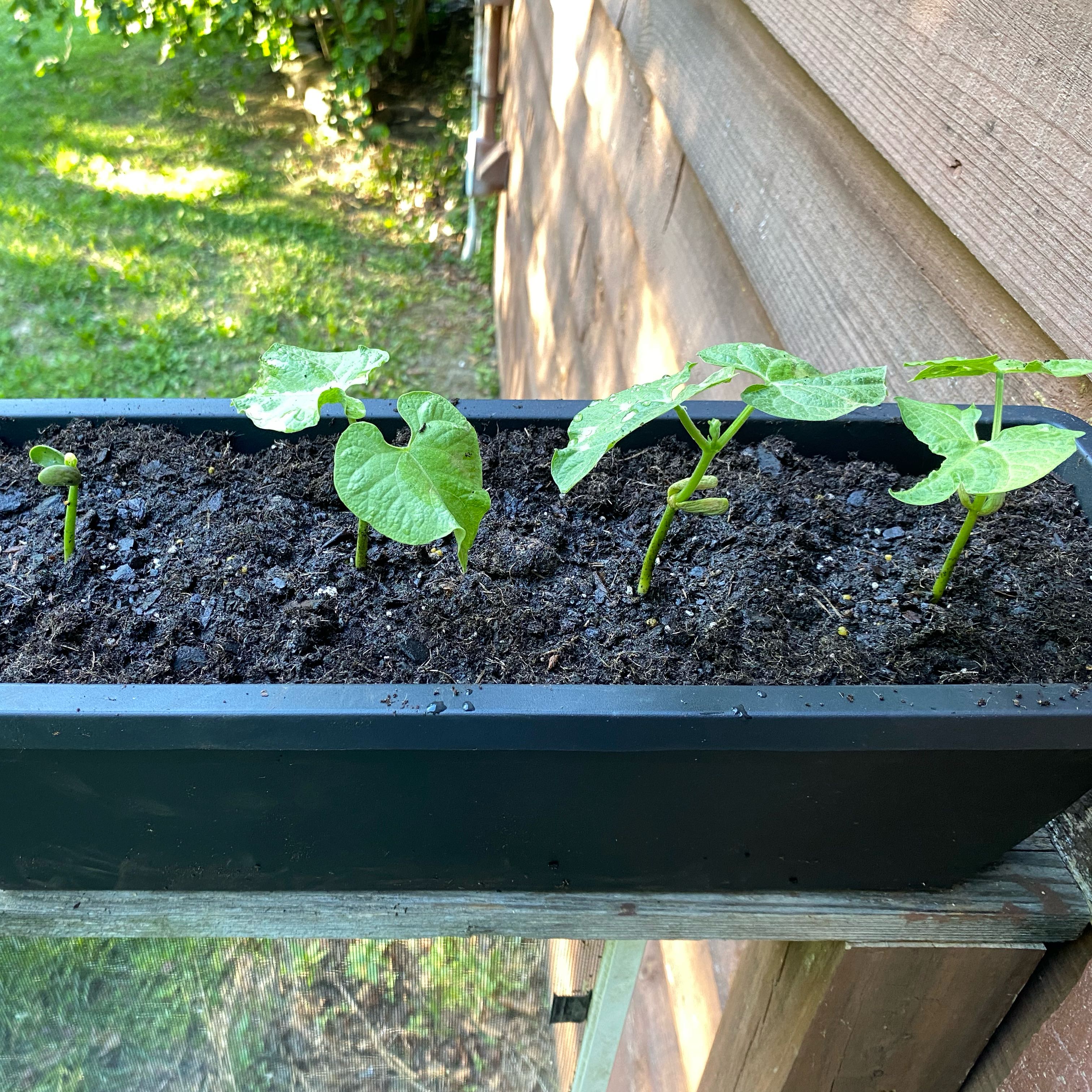 Photo of the plant species Common Bean by @ZanyMelon90 named Sonora on Greg, the plant care app