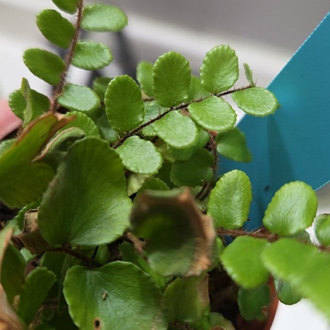 Photo of the plant species Pellaea rotundifolia by @ProudWhitebrush named Xena on Greg, the plant care app