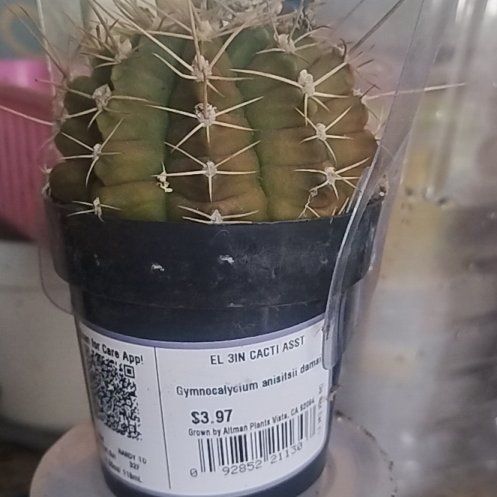 Photo of the plant species Gymnocalycium by @AliveQuince39 named Shakira on Greg, the plant care app