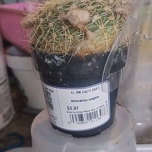 Photo of the plant species Notocactus elegans by @AliveQuince39 named Sahara on Greg, the plant care app