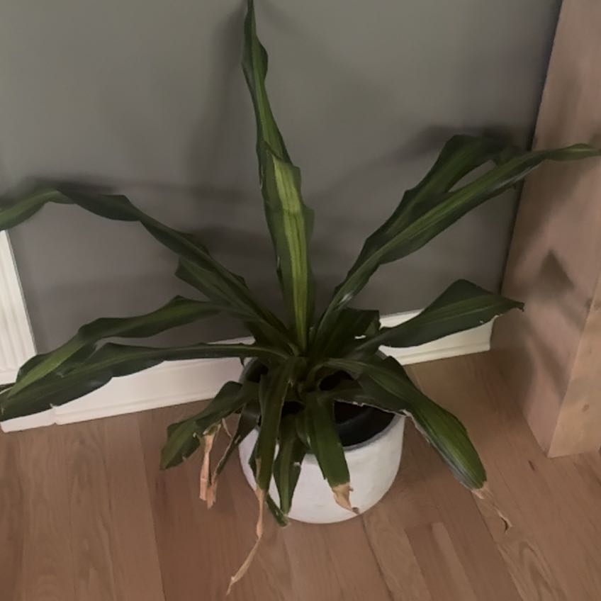 Photo of the plant species Dracerna Golden heart by @NeatLippia37 named Austen on Greg, the plant care app
