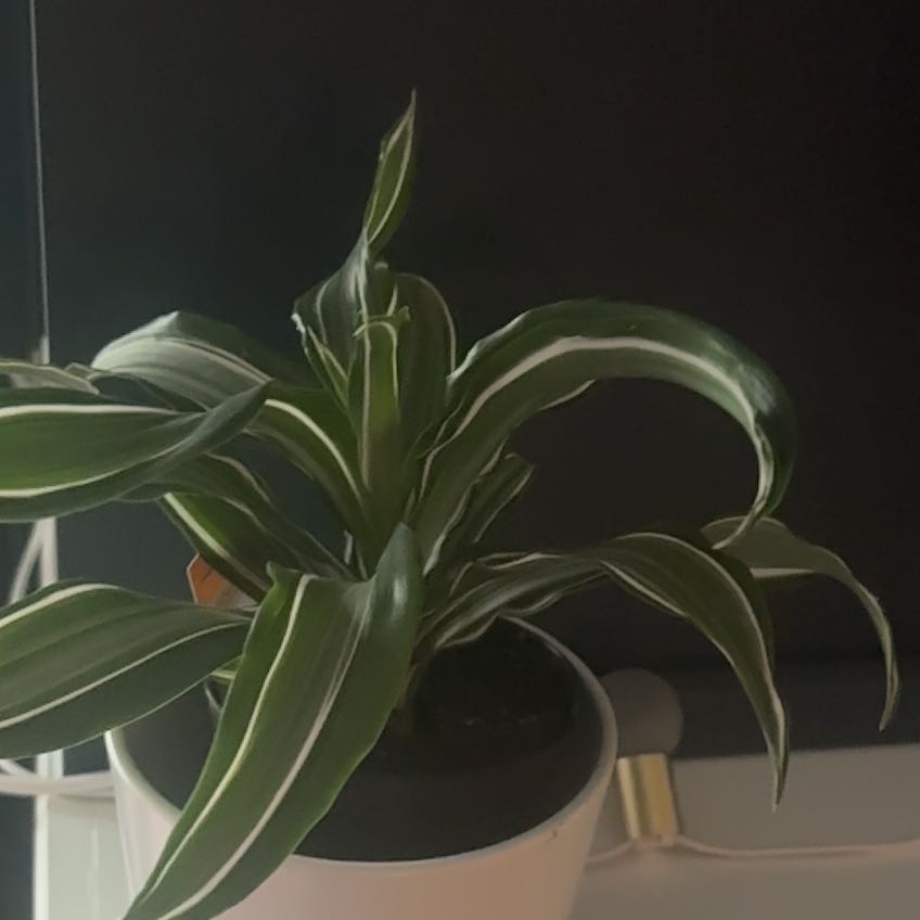 Photo of the plant species Dracaena Jade Jewel by @NeatLippia37 named Gomez on Greg, the plant care app