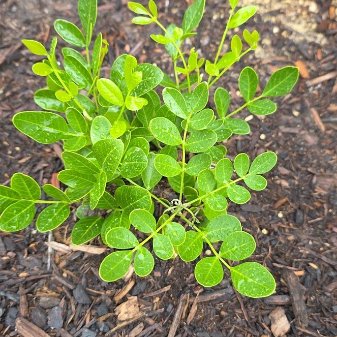Photo of the plant species Texas Mountain Laurel by @GrandApple65 named Zion on Greg, the plant care app