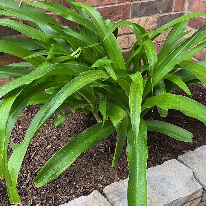 Photo of the plant species Blue Lily by @GrandApple65 named Dolores on Greg, the plant care app