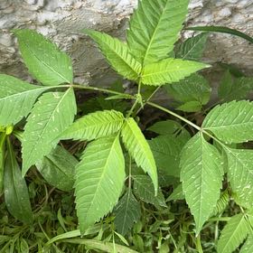 Photo of the plant species Devil's Beggartick by @SavvyCamphor59 named Homer on Greg, the plant care app