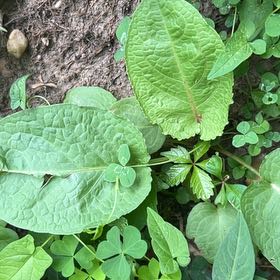 Photo of the plant species Broad-Leaved Dock by @SavvyCamphor59 named Leaf Erickson on Greg, the plant care app