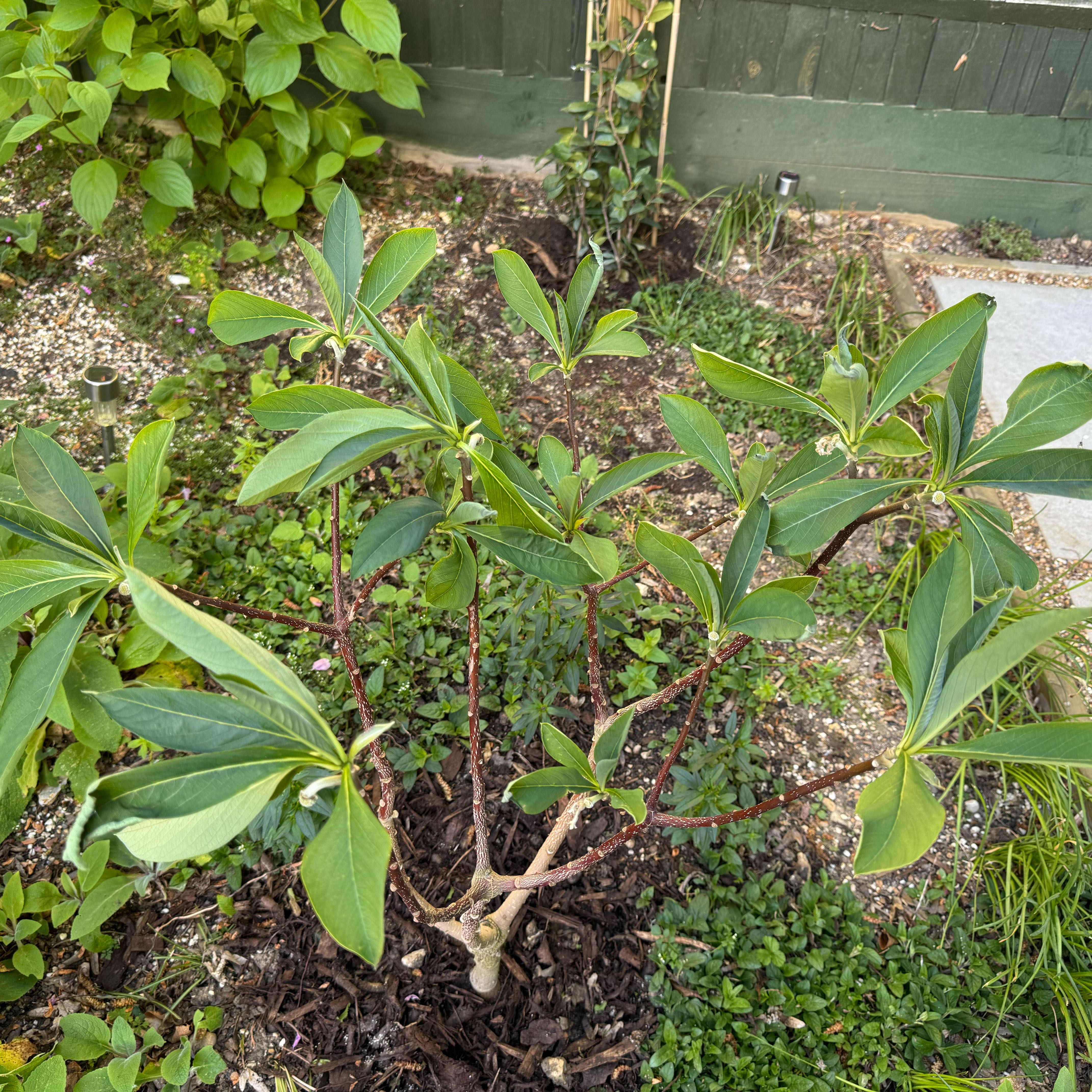 Photo of the plant species Paper Bush by @MovingCactus42 named Captain Plant-it on Greg, the plant care app