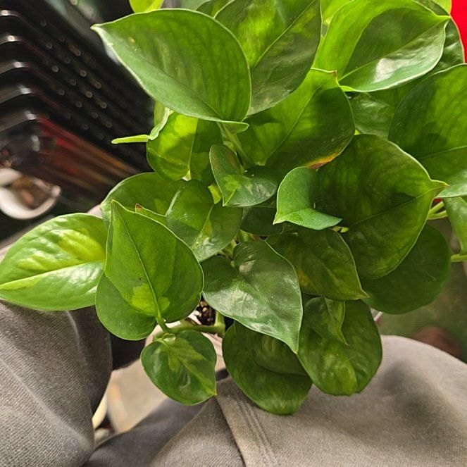 Photo of the plant species Global Green Pothos by @McLovinPlants named Robert Plant on Greg, the plant care app