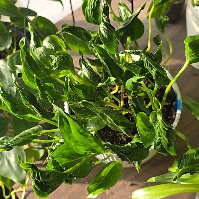Photo of the plant species Pothos 'Shangri La' by @McLovinPlants named Nithin on Greg, the plant care app